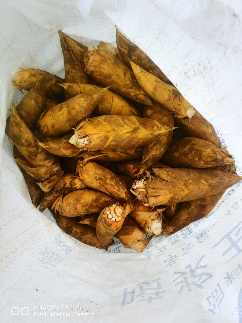 金寨冬笋批发零售