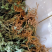 种植岩黄连（菊花岩黄连），精品，可长期供货