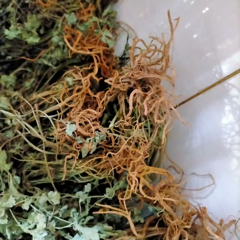 种植岩黄连（菊花岩黄连），精品，可长期供货