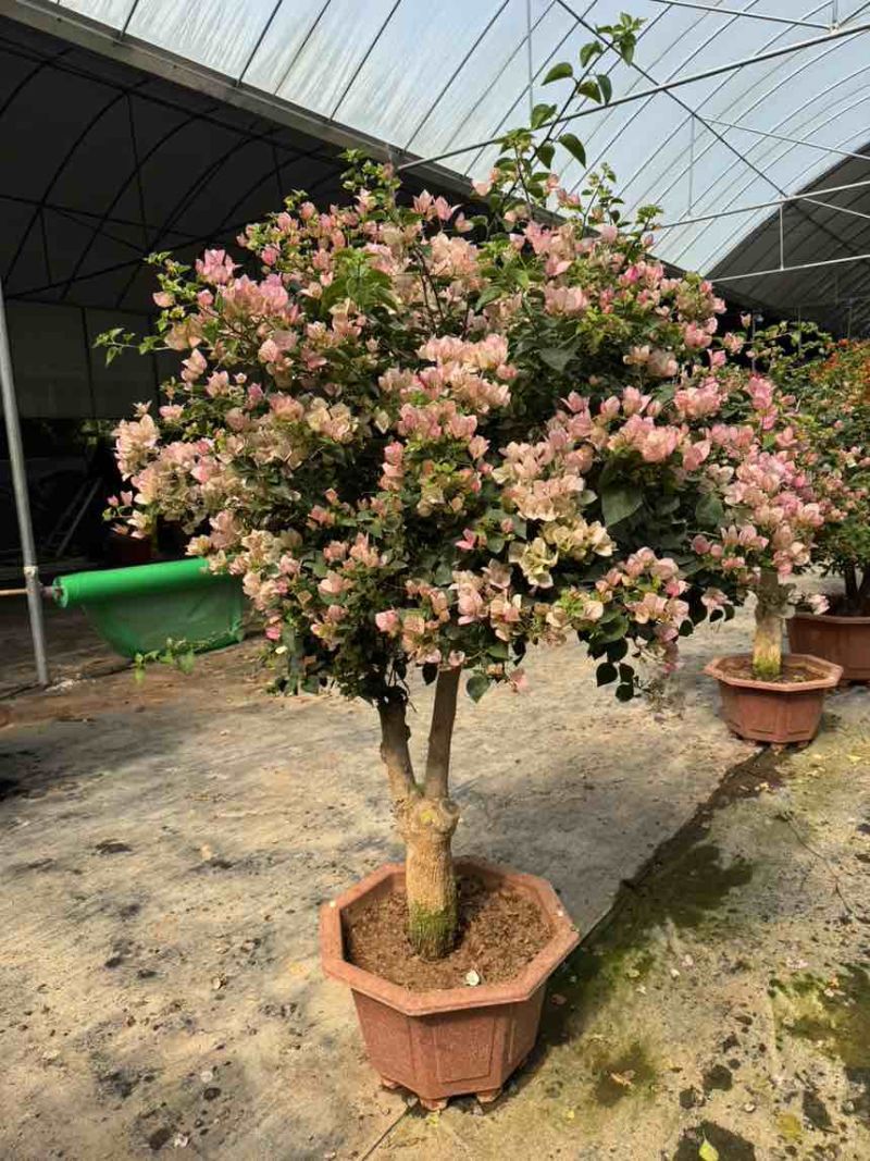 三角梅老桩源头产地