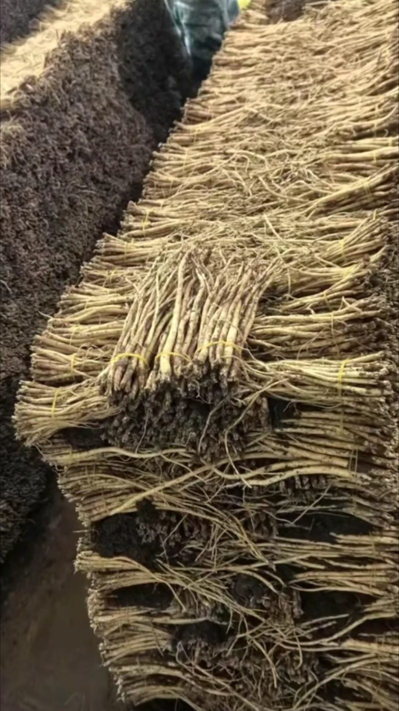 贵州毕竟党参
