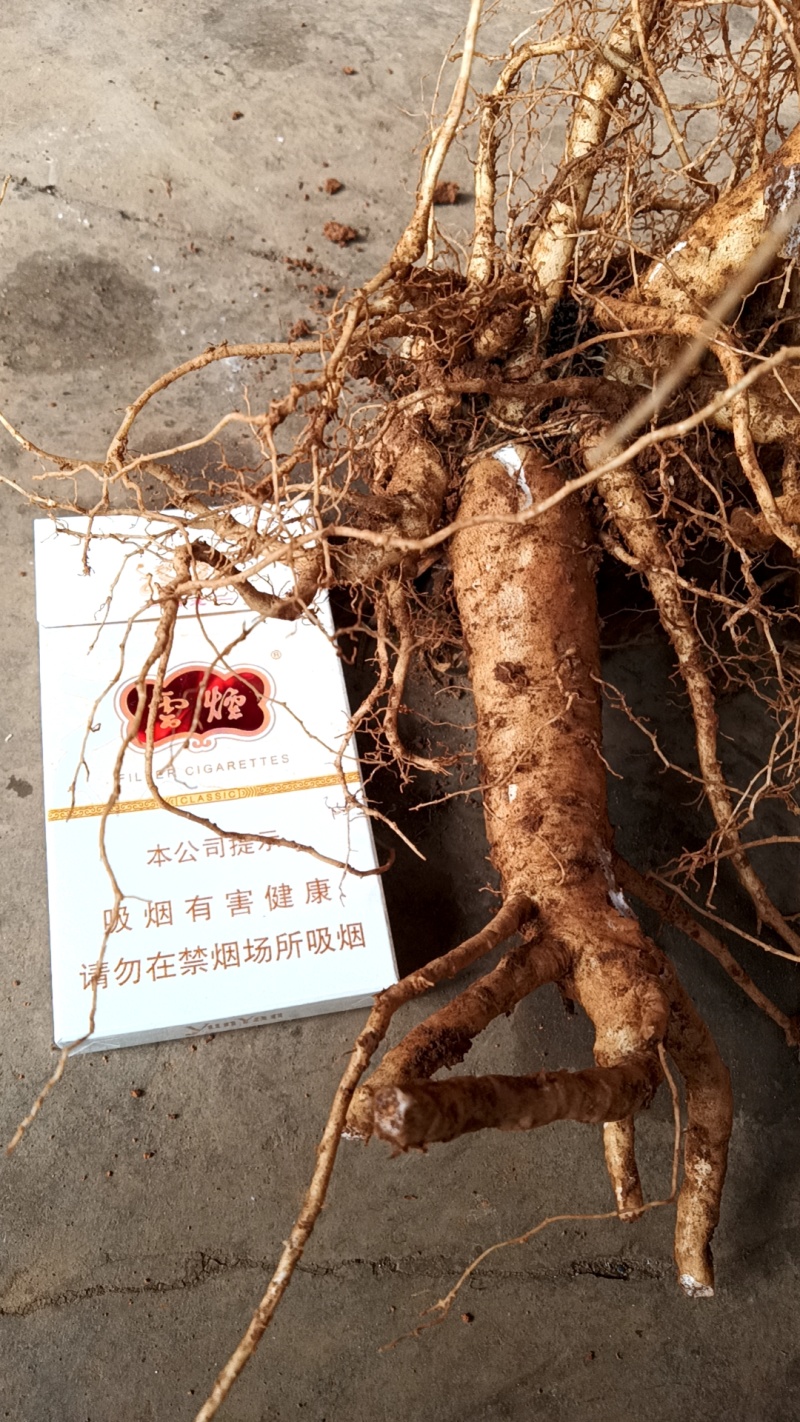 云南鲜货药当归