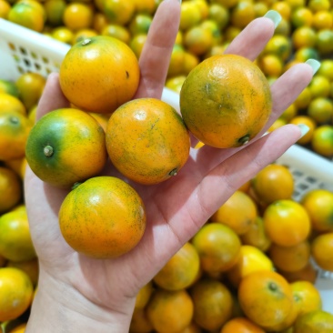 广西融安脆蜜金桔