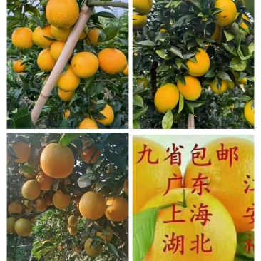 赣南[稀土山]种植地脐橙