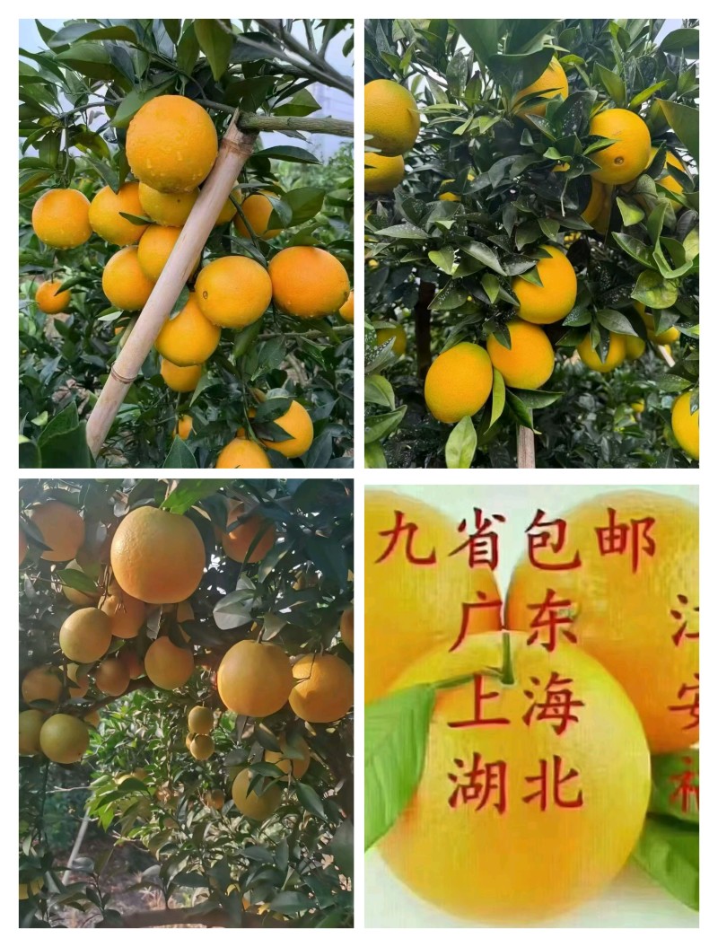 赣南[稀土山]种植地脐橙