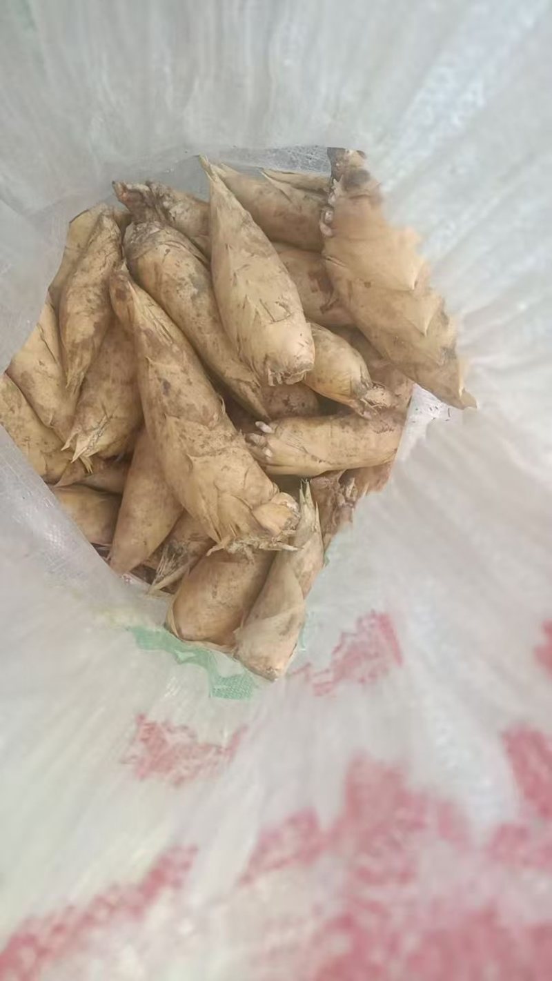 江西黄泥冬笋当天现挖现发