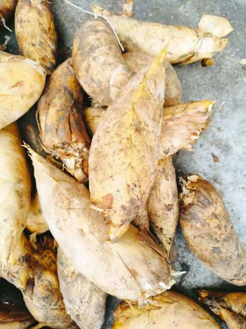 江西黄泥冬笋当天现挖现发