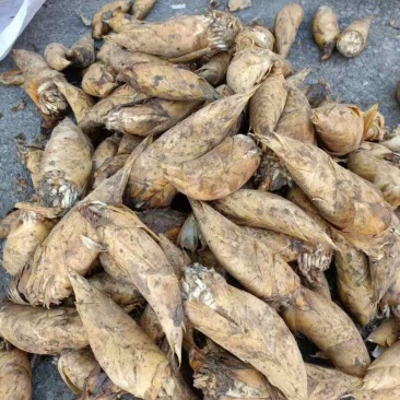 江西黄泥冬笋当天现挖现发