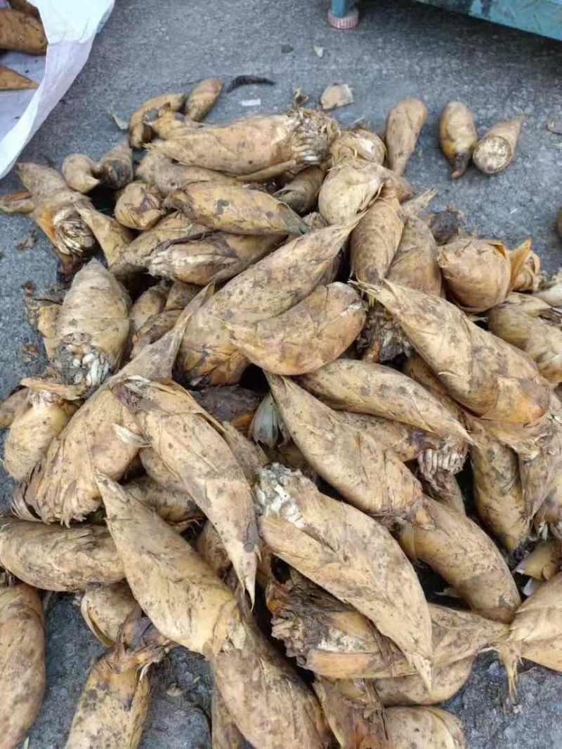 江西黄泥冬笋当天现挖现发