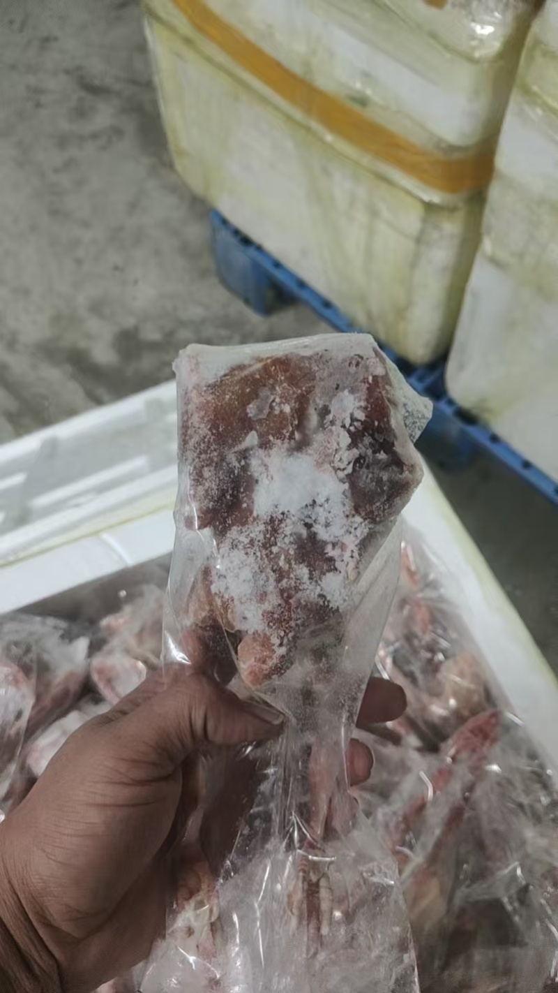 原粮鸽子，花皮鸽子