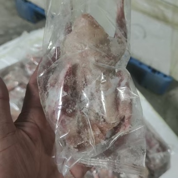 原粮鸽子，花皮鸽子