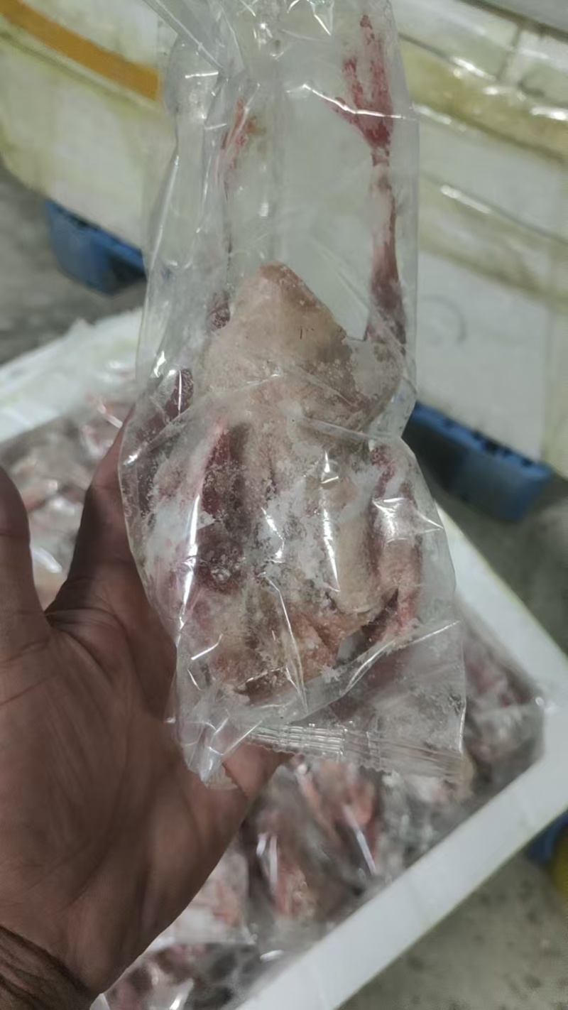 原粮鸽子，花皮鸽子