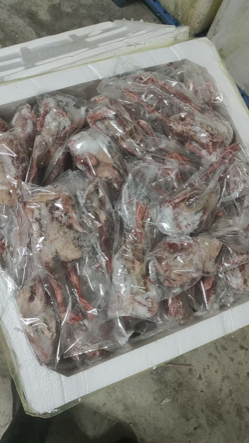 原粮鸽子，花皮鸽子