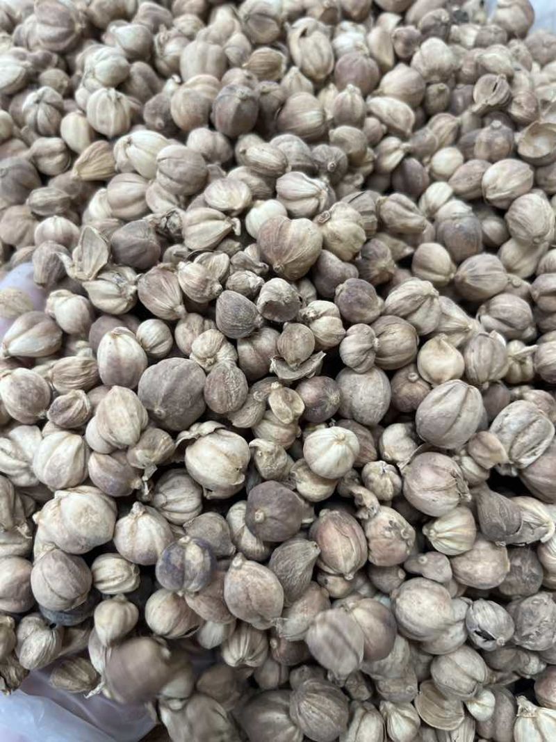 进口印尼白蔻50斤一件特惠规格特白蔻批发白豆蔻量大价优