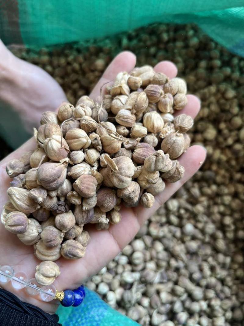 进口印尼白蔻50斤一件特惠规格特白蔻批发白豆蔻量大价优