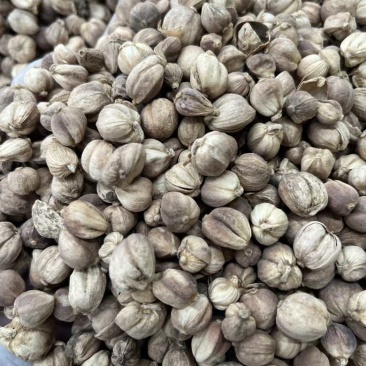进口印尼白蔻50斤一件特惠规格特白蔻批发白豆蔻量大价优