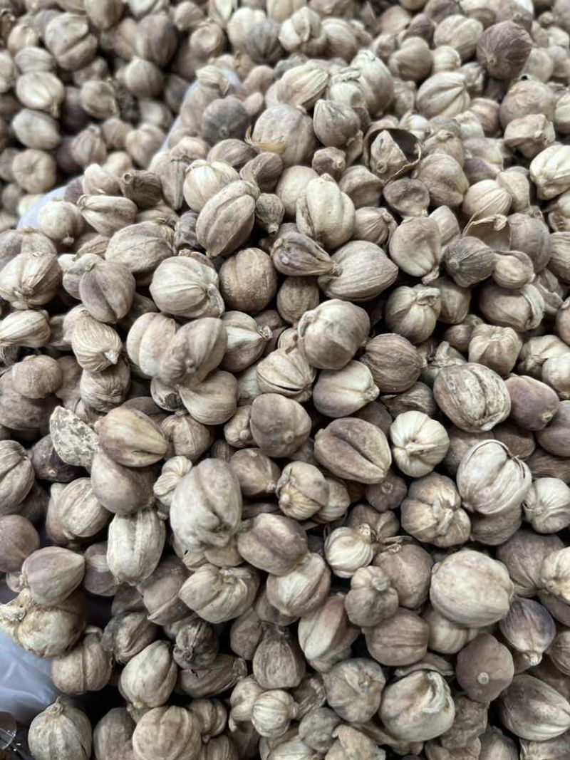 进口印尼白蔻50斤一件特惠规格特白蔻批发白豆蔻量大价优