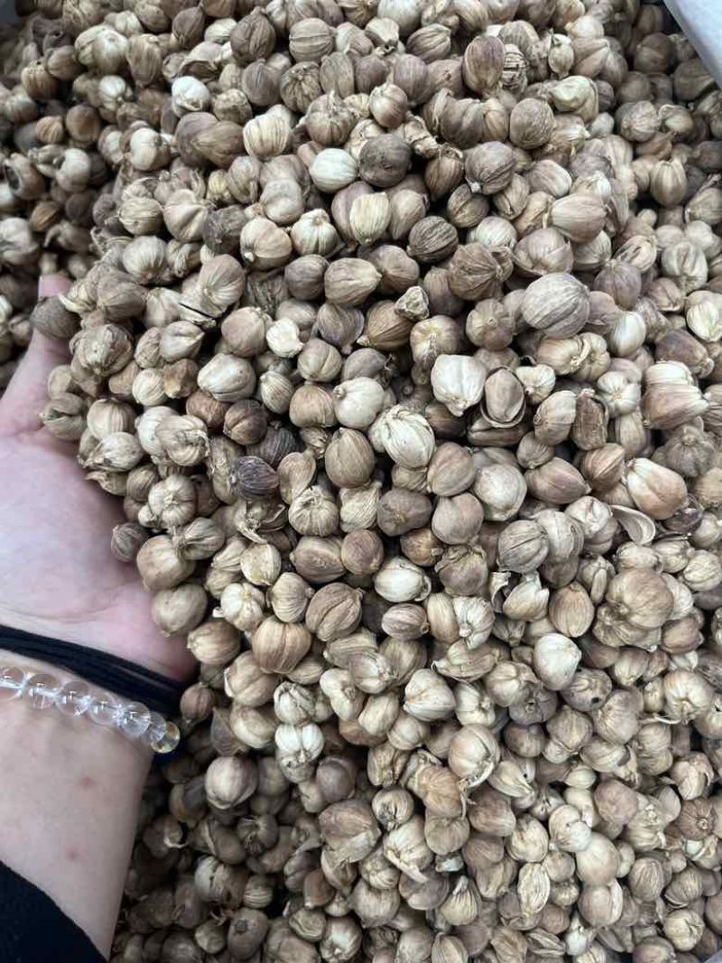 进口印尼白蔻50斤一件特惠规格特白蔻批发白豆蔻量大价优