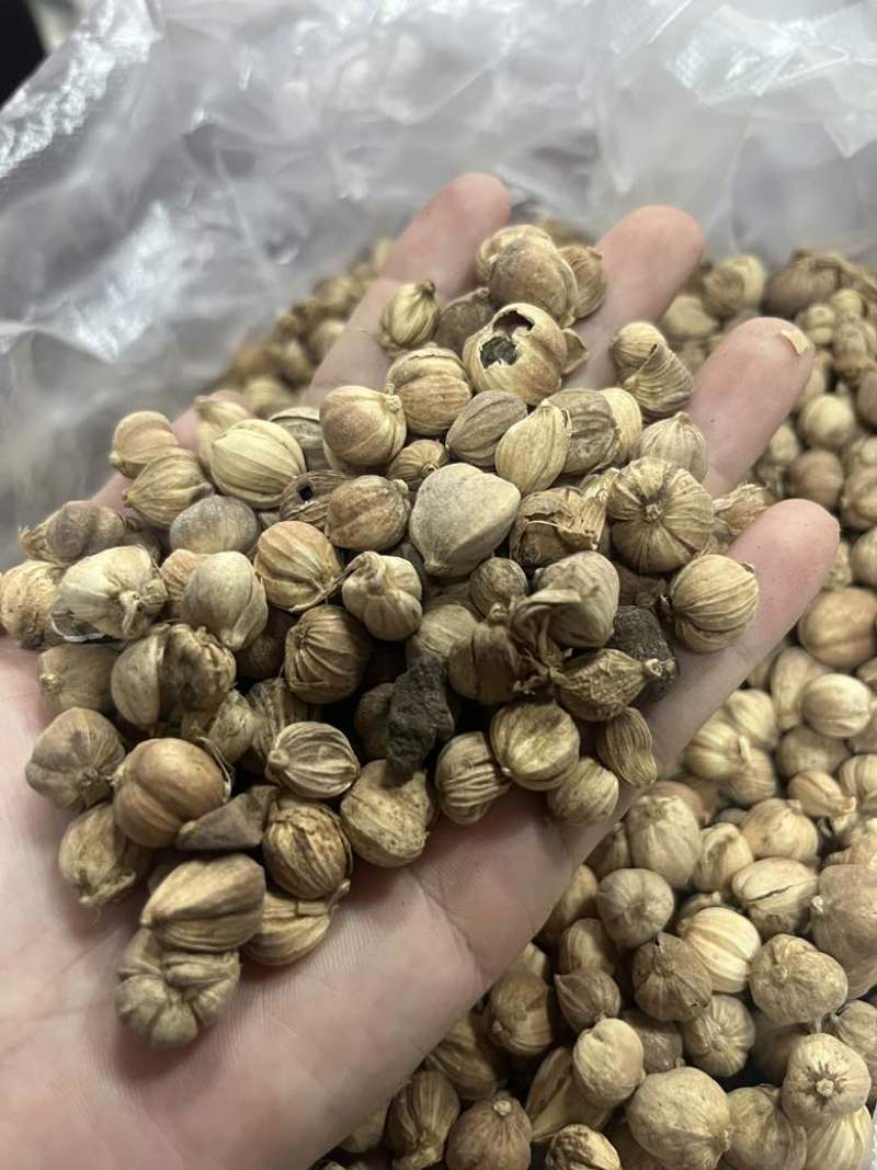 进口印尼白蔻50斤一件特惠规格特白蔻批发白豆蔻量大价优
