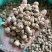 进口印尼白蔻50斤一件特惠规格特白蔻批发白豆蔻量大价优