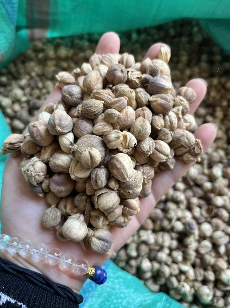 进口印尼白蔻50斤一件特惠规格特白蔻批发白豆蔻量大价优