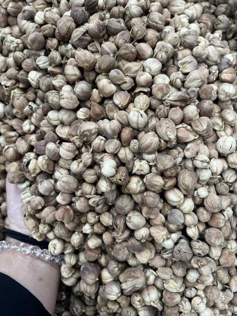 进口印尼白蔻50斤一件特惠规格特白蔻批发白豆蔻量大价优