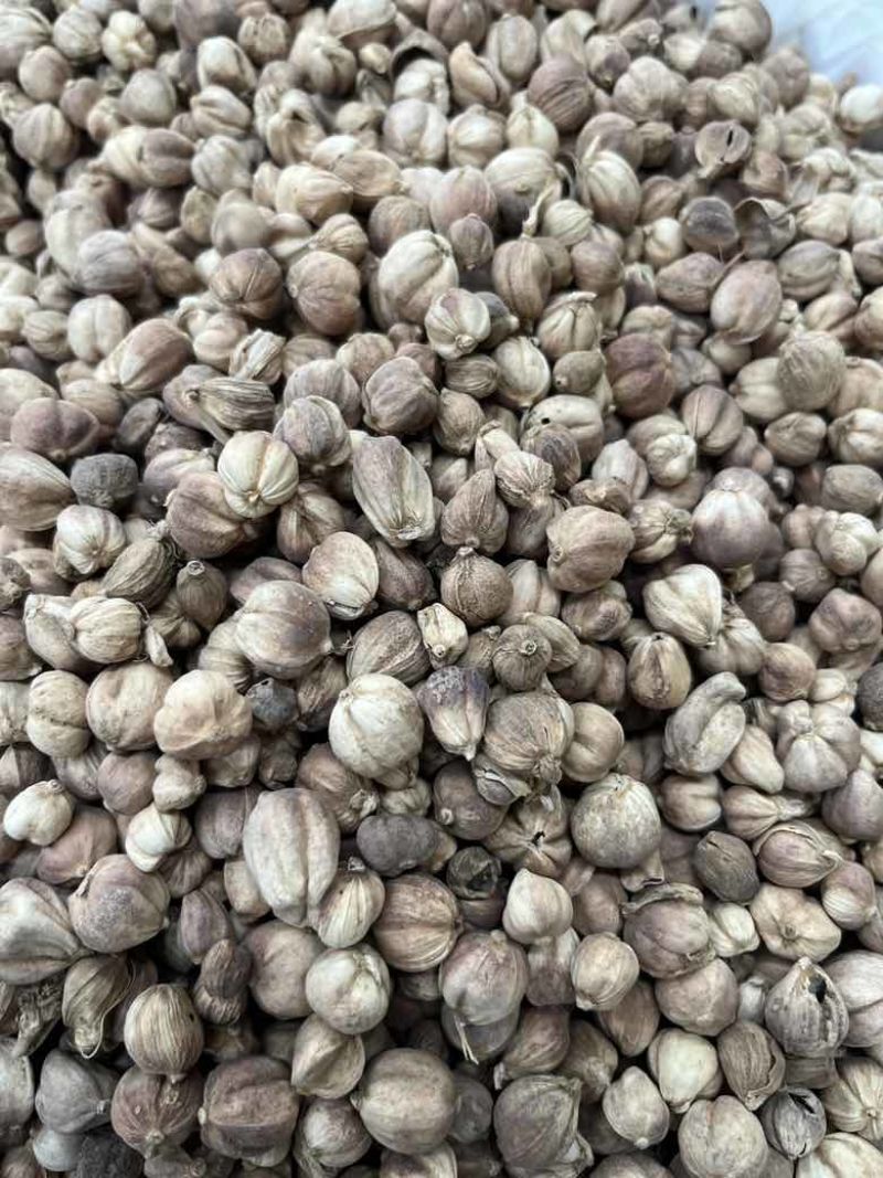 进口印尼白蔻50斤一件特惠规格特白蔻批发白豆蔻量大价优