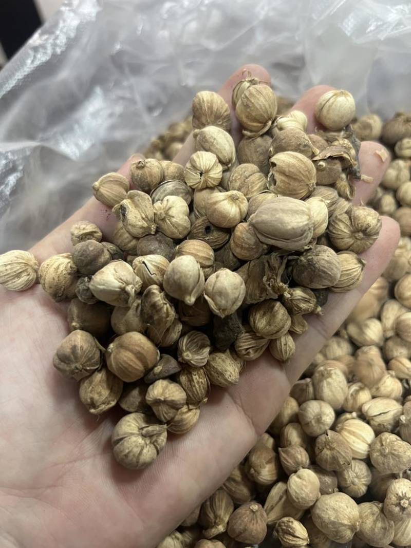 进口印尼白蔻50斤一件特惠规格特白蔻批发白豆蔻量大价优
