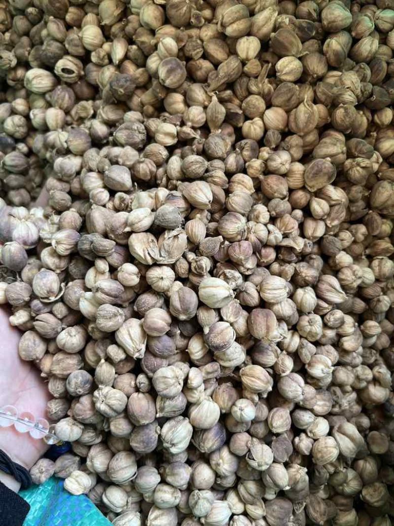 进口印尼白蔻50斤一件特惠规格特白蔻批发白豆蔻量大价优