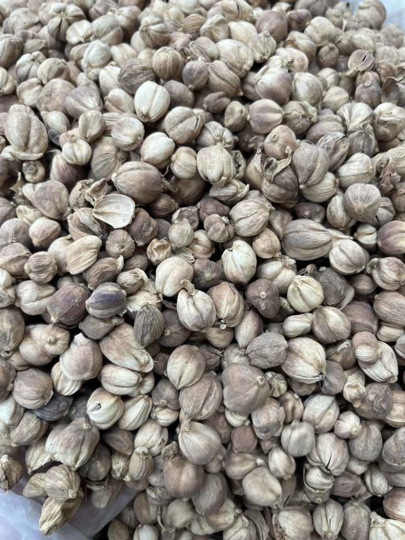进口印尼白蔻50斤一件特惠规格特白蔻批发白豆蔻量大价优