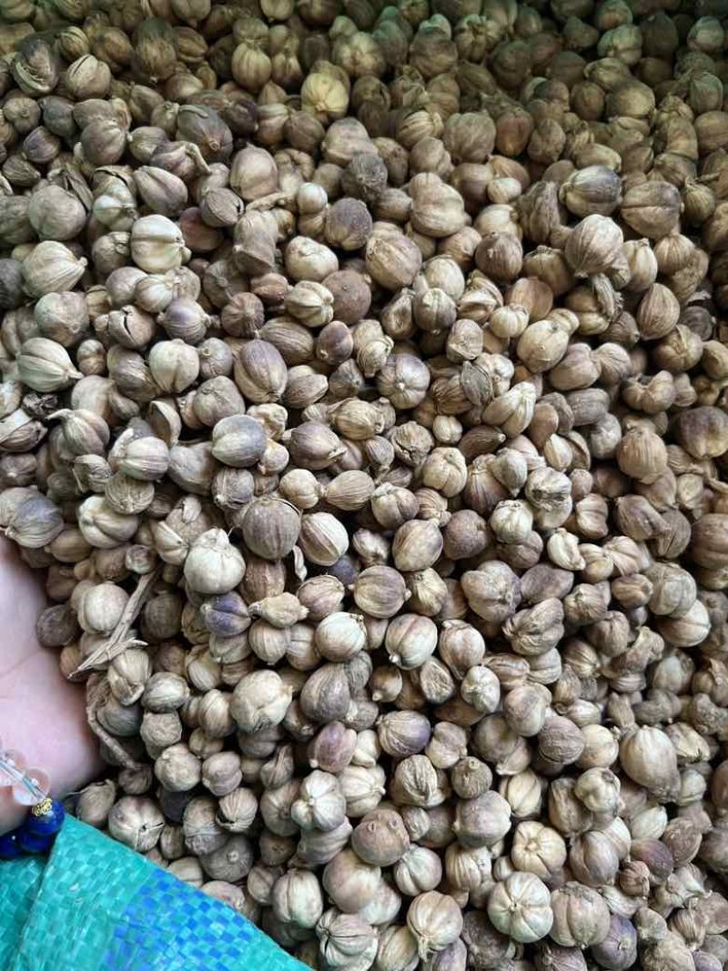 进口印尼白蔻50斤一件特惠规格特白蔻批发白豆蔻量大价优