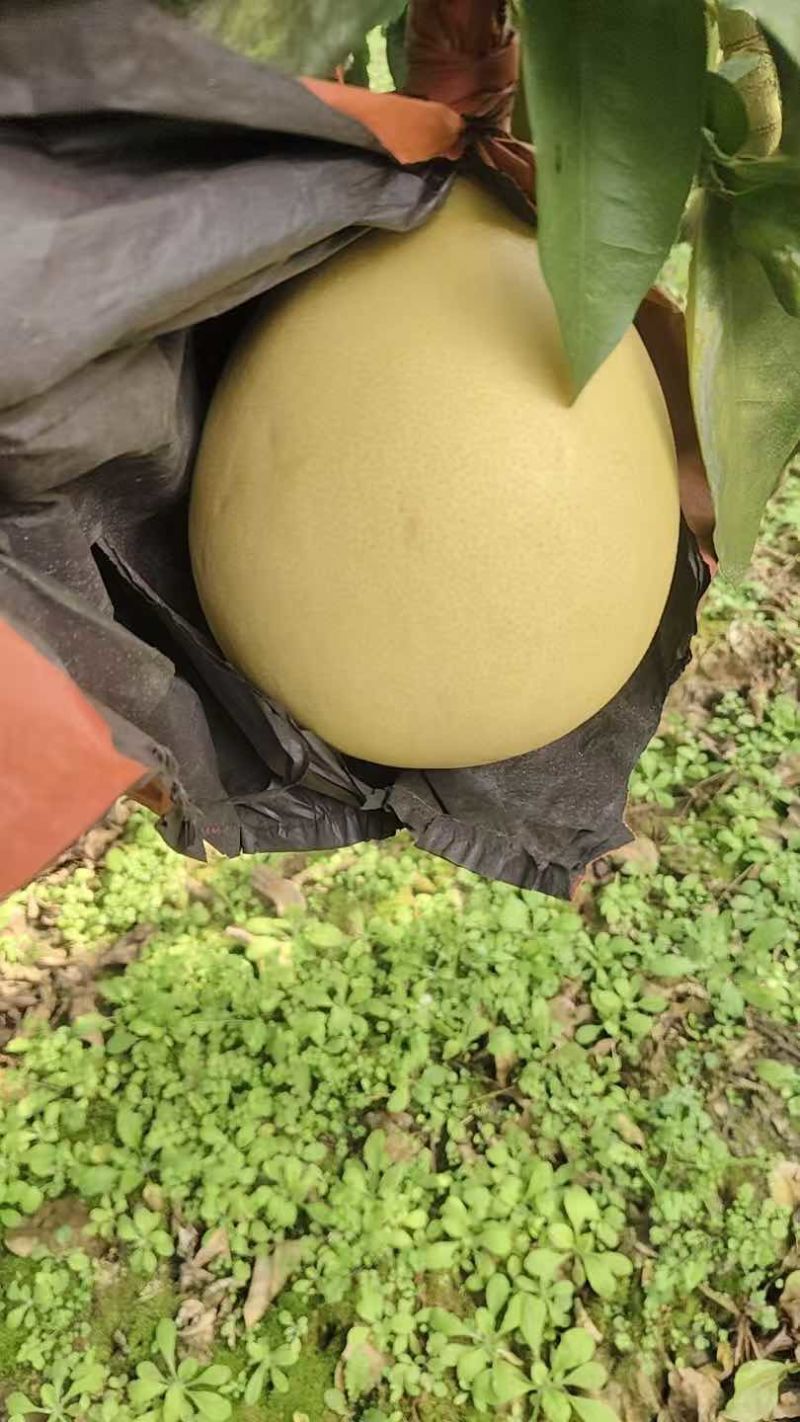 三红柚
