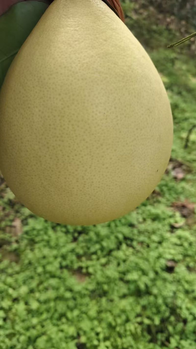 三红柚
