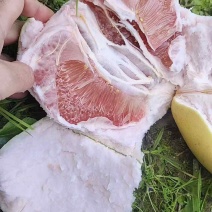 三红柚