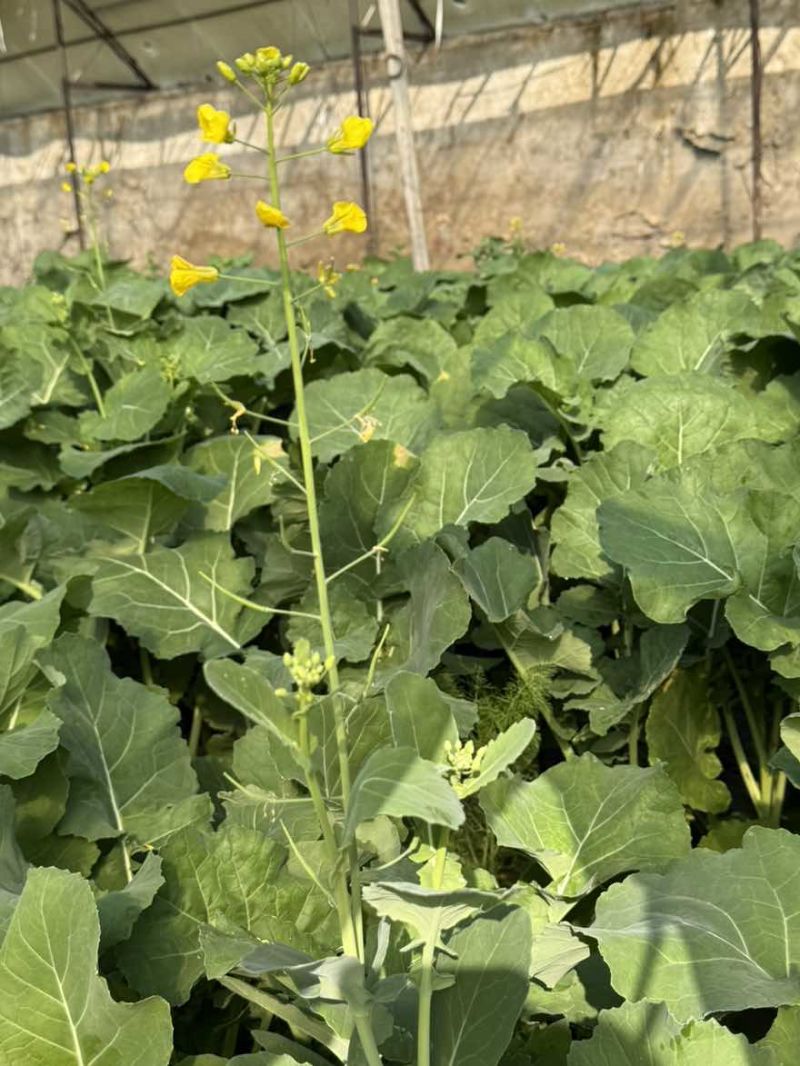 板兰苔蔬菜大量上市，精品批发，全国发货