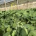 板兰苔蔬菜大量上市，精品批发，全国发货
