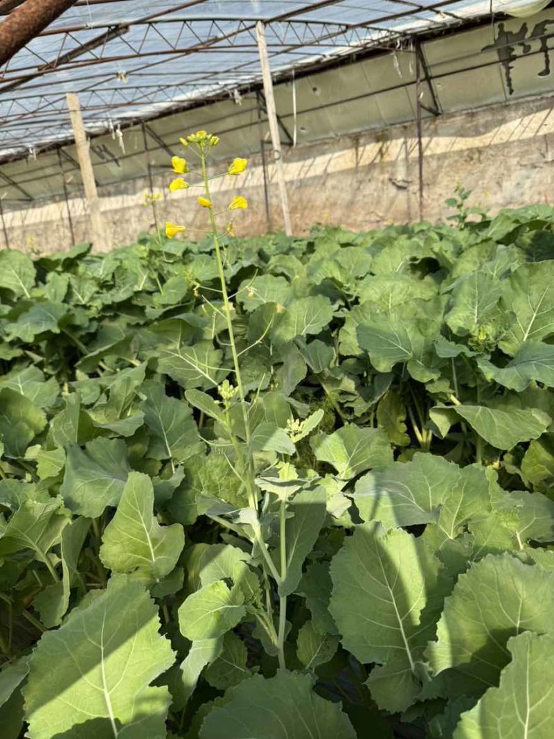 板兰苔蔬菜大量上市，精品批发，全国发货