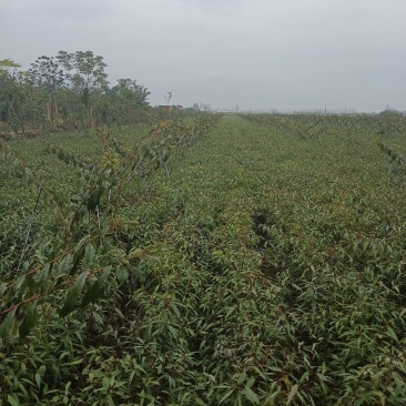 珍珠枣油桃3号，蜂糖李，小苗