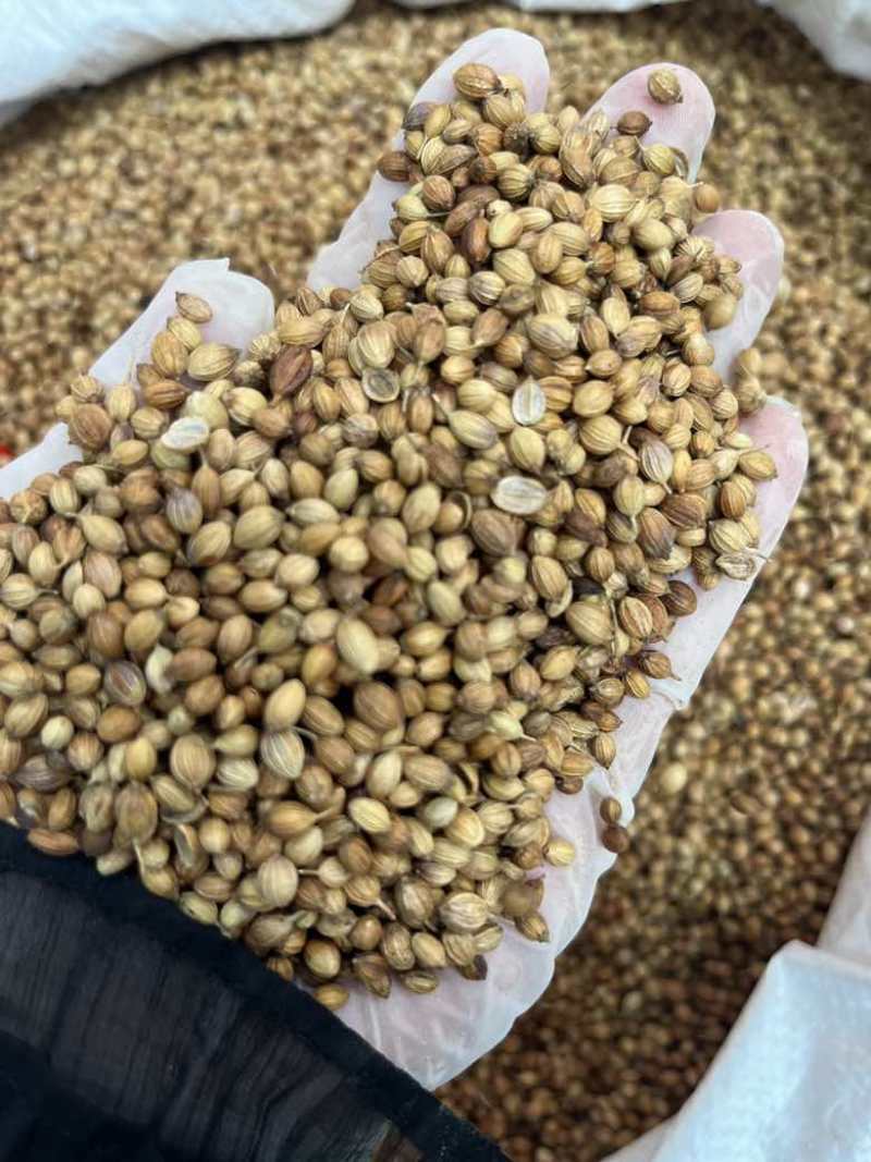 香菜籽调味料大量批发大颗粒
