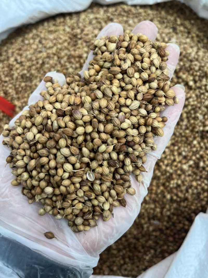 香菜籽调味料大量批发大颗粒