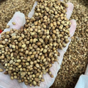 香菜籽调味料大量批发大颗粒