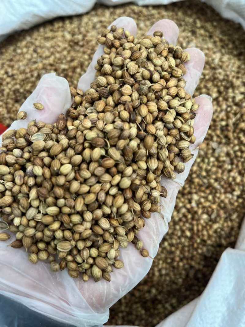 香菜籽调味料大量批发大颗粒