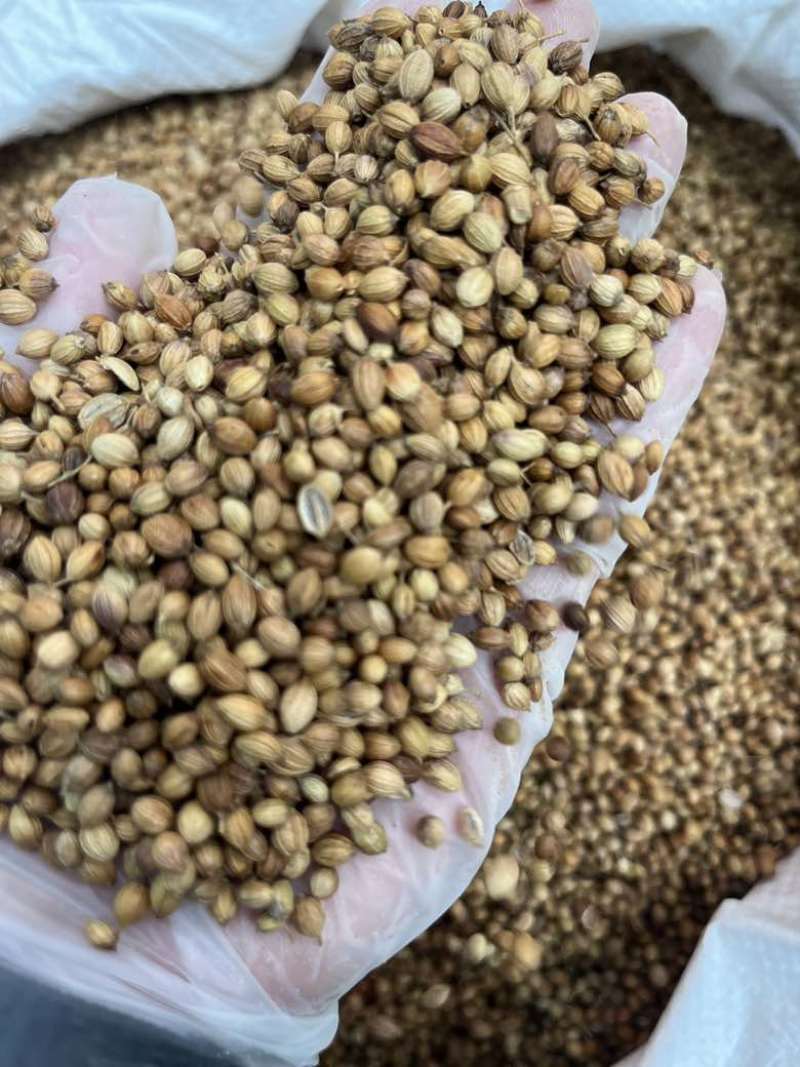 香菜籽调味料大量批发大颗粒