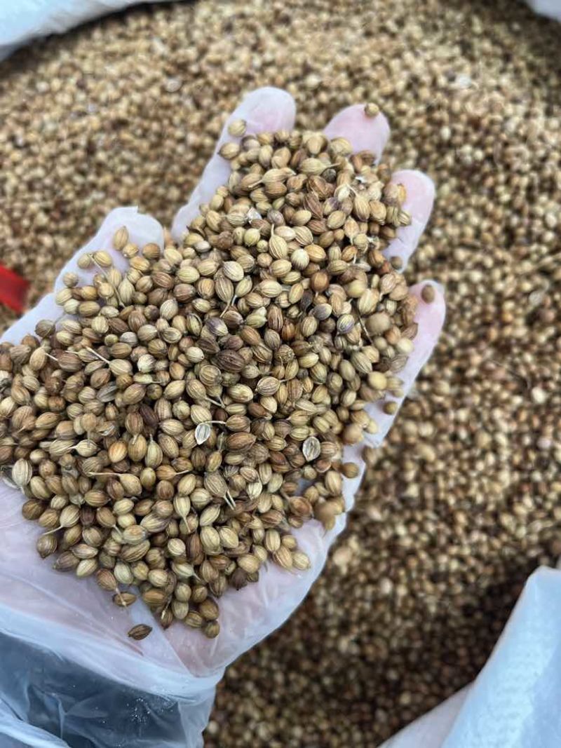 香菜籽调味料大量批发大颗粒