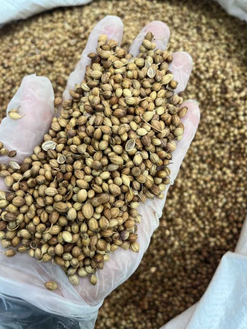 香菜籽调味料大量批发大颗粒