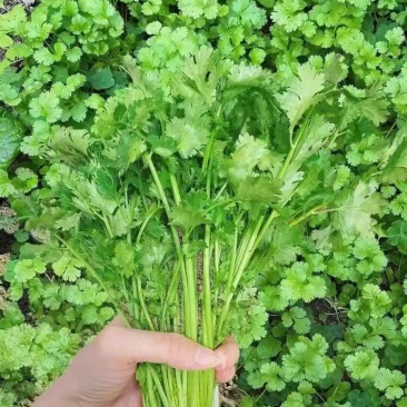 香菜