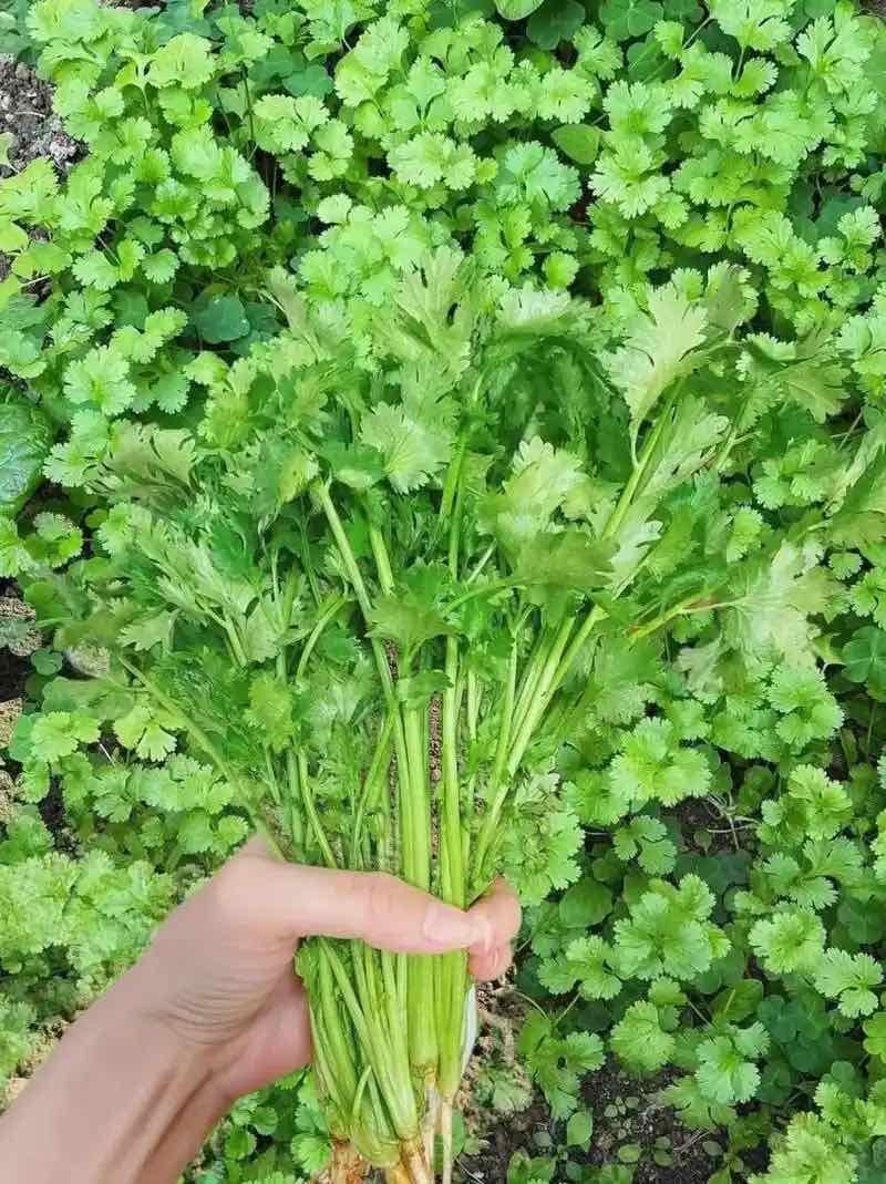 香菜