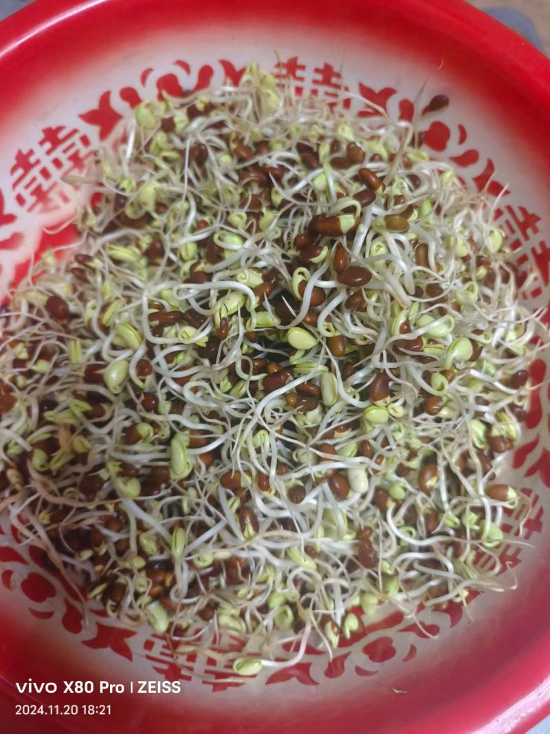 褐色豆子生菜芽豆子