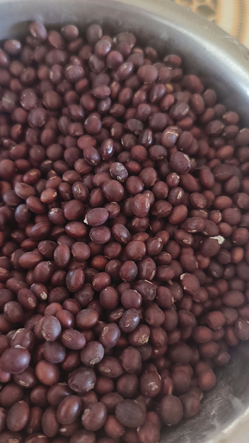 褐色豆子生菜芽豆子