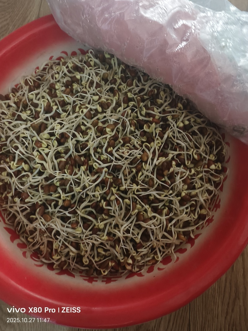 褐色豆子生菜芽豆子
